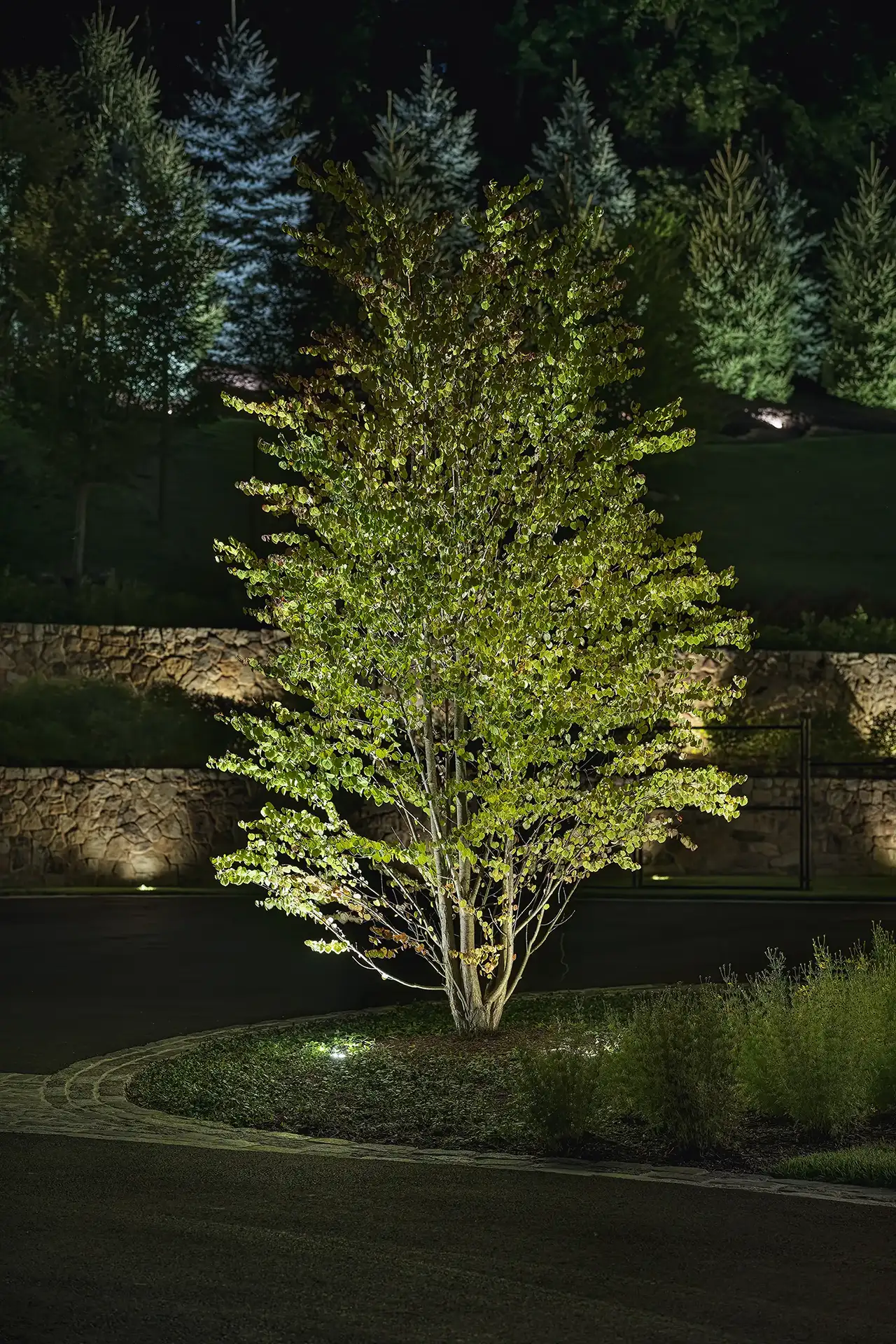 Blair residence image 13 tree landscape Lighthouse Outdoor Lighting and Audio Northern New Jersey