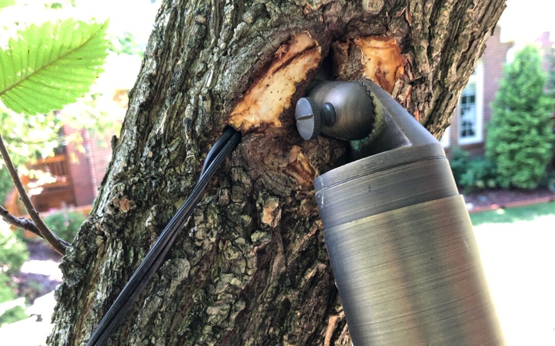 Tree Mounted Lighting – Preventative Maintenance