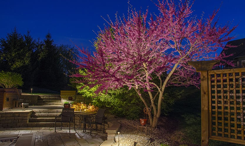 Lighted Redbud Tree by a Patio